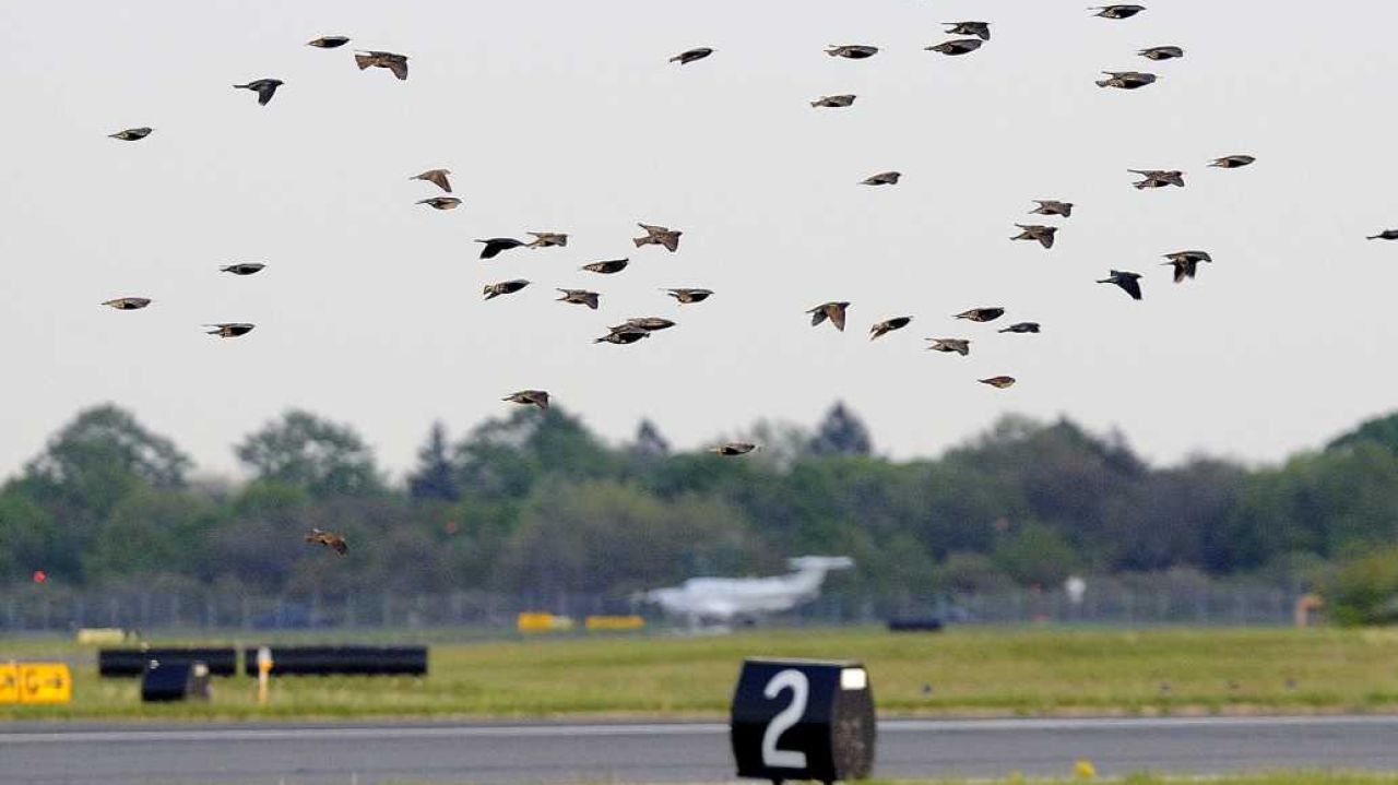 birds at airport