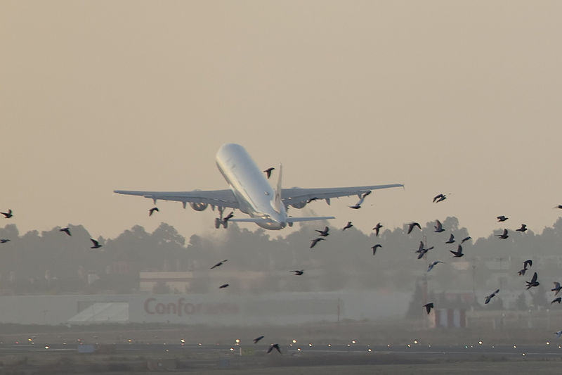Pesawat dan burung di bandara