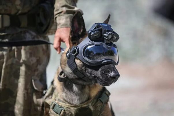 Anjing militer Turkiye dilengkapi sistem komando jarak jauh