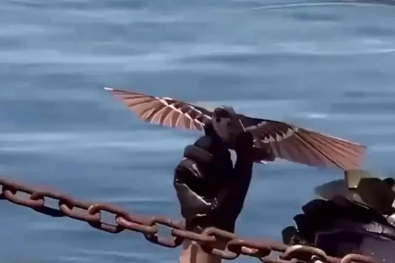 Drone mirip Merpati